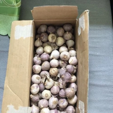 Tỏi Cô Đơn 1kg - Hương Vị Tươi Ngon, Giảm Giá Đặc Biệt 125.000₫, Nhanh Giao 3