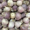 Tỏi Cô Đơn 1kg - Hương Vị Tươi Ngon, Giảm Giá Đặc Biệt 125.000₫, Nhanh Giao 4
