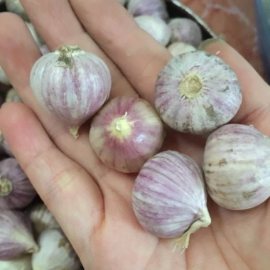 Tỏi cô đơn 2kg - Giá siêu rẻ 129k, khuyến mãi giảm giá, tỏi tươi ngon 2