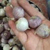 Tỏi cô đơn 2kg - Giá siêu rẻ 129k, khuyến mãi giảm giá, tỏi tươi ngon 3