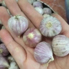 Tỏi cô đơn 3kg (nhỏ, đều củ) giảm giá 399.000đ tỏi tươi ngon, sạch, giá rẻ