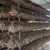 Tỏi Củ Kinh Môn 2kg - Thơm Nồng Đậm Vị, Tốt cho Sức Khỏe, Giá Ưu Đãi 131,000₫ 9