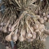 Tỏi Củ Kinh Môn 3kg - Hương Thơm Nồng Đậm, Giảm giá 193.000 VND, Số lượng có hạn 2