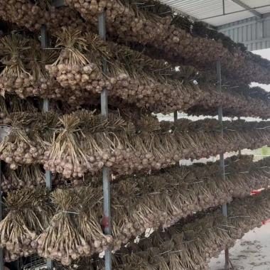 Tỏi Củ Kinh Môn 3kg - Hương Thơm Nồng Đậm, Giảm giá 193.000 VND, Số lượng có hạn 9 Tỏi Củ Kinh Môn 3kg - Hương Thơm Nồng Đậm, Giảm giá 193.000 VND, Số lượng có hạn 9