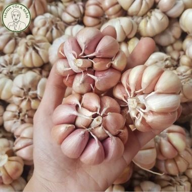 Tỏi Củ Sạch 1Kg - Tỏi Khô Tép Hồng Chắc, Thơm Nồng, Giá Ưu Đãi 37k từ 45k - A Mẫn 6