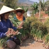 Tỏi ta cắt cuống tươi ngon, tiện nấu ăn - Giá 39.000 VND, giảm từ 50.310 VND 5