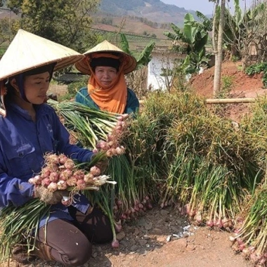 Tỏi ta cắt cuống tươi ngon, tiện nấu ăn - Giá 39.000 VND, giảm từ 50.310 VND 5