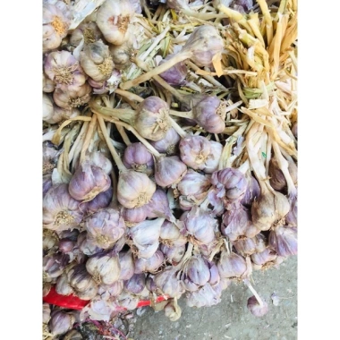 Tỏi ta còn cuống 1kg siêu thơm - tỏi tía tươi ngon, giảm còn 39.000đ