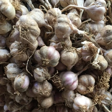 Tỏi ta còn cuống 1kg siêu thơm - tỏi tía tươi ngon, giảm còn 39.000đ