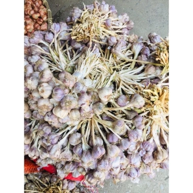 Tỏi ta còn cuống 1kg siêu thơm - tỏi tía tươi ngon, giảm còn 39.000đ 3 Tỏi ta còn cuống 1kg siêu thơm - tỏi tía tươi ngon, giảm còn 39.000đ 3