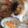 Tôm khô dinh dưỡng cho chó mèo hamster, Sóc rùa cá 40g, giá chỉ 40.000 đồng 4