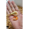 Tôm khô nguyên vỏ Cà Mau Dasako Food - Giá 199.000đ, giảm từ 250.740đ, giòn thơm 3