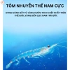 Tôm sấy khô canxi 68% đạm cao - Thức ăn tăng độ sung cho chép phi tần, chép sư tử, cá rồng, koi, cá lóc - 21.123 VND 3