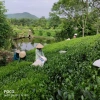 Trà Bắc Đặc Sản Thái Nguyên - Trà Móc Câu hương thơm, giảm giá 75.000đ 3