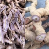 Trà Bổ Thận Organic Đông Trùng Hạ Thảo Hỗ Trợ Sinh Lý Nam, Cải Thiện Xuất Tinh, Giá 145k 4