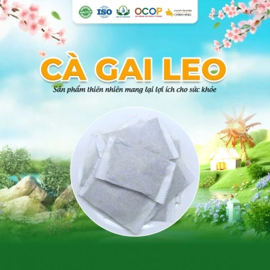 Trà Cà Gai Leo Túi Lọc Hộp 30 Gói - Giá 53K, Giải Độc Rượu, Siêu Thị Thiên Nhiên