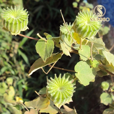 Trà Cối Xay SATOSO Túi Lọc 30 Túi - Thanh Mát, Dễ Dùng, Tiện Lợi, 65.000₫ 4