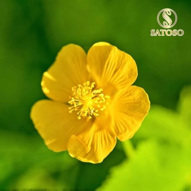 Trà Cối Xay SATOSO Túi Lọc 30 Túi - Thanh Mát, Dễ Dùng, Tiện Lợi, 65.000₫ 6