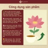 Trà Điều Kinh Nữ Đan - Giảm Đau Bụng Kinh, Cải Da, Hỗ Trợ U Nang Tử Cung, Cân Bằng Nội Tiết - Giá 177.700₫ 3