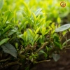 Trà Đinh Nõn Thái Nguyên Thượng Hạng 100g – Nước Xanh, Hương Cốm, Giá 160.000 VNĐ 5