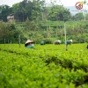 Trà Đinh Thái Nguyên Hảo Hạng 200g - Vạn Khang Trà, Rất Thơm Ngon, Nước Xanh, Hậu Ngọt Sâu, Giá 340.000đ 6