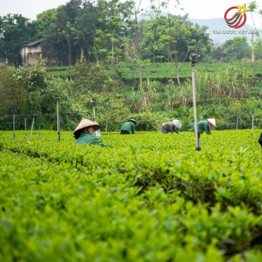 Trà Đinh Thái Nguyên Hảo Hạng 200g - Vạn Khang Trà, Rất Thơm Ngon, Nước Xanh, Hậu Ngọt Sâu, Giá 340.000đ 6
