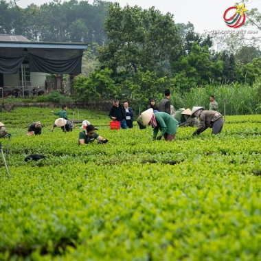 Trà Đinh Thái Nguyên Thượng Hạng 200g Hộp Mica Nước Xanh, Hậu Ngọt Sâu, Giá 600k