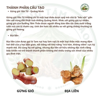 Trà Gừng Gió Địa Liền Dưỡng Tâm Thảo - Trà Thảo Mộc ấm Bụng, Giảm Lạnh, Hỗ Trợ Tiêu Hóa, Túi Lọc 200k Giảm giá