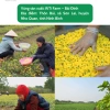 Trà Hoa Cúc Chi hữu cơ không biến đổi gen - Thanh nhiệt, ngủ ngon, gói 20g, giá 208.000₫ 5