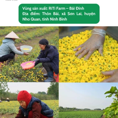 Trà Hoa Cúc Chi hữu cơ không biến đổi gen - Thanh nhiệt, ngủ ngon, gói 20g, giá 208.000₫ 5