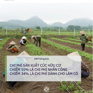 Trà Hoa Cúc Chi hữu cơ không biến đổi gen - Thanh nhiệt, ngủ ngon, gói 20g, giá 208.000₫ 9