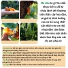 Trà lọc tiêu thải mỡ - Đốt cháy mỡ bụng, đùi, bắp tay, chân, thon gọn săn chắc 200k 5