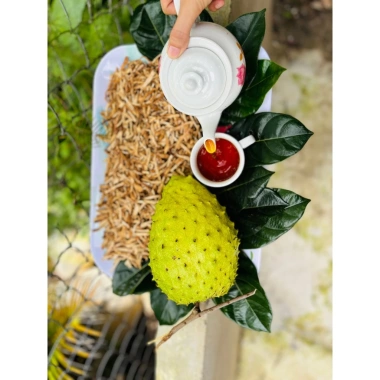 Trà Mãng Cầu Xiêm Nguyên Chất 1Kg Giàu Nguyễn - Giá 350k, Thảo Dược Tự Nhiên, Hỗ Trợ Detox