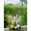 Trà Mãng Cầu Xiêm Nguyên Chất 250g - Giàu Dưỡng Chất, Hương Vị Tươi Mát, 90.000 VND 9