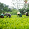 Trà Nõn Tôm Thái Nguyên 1KG Nước Xanh Thơm Cốm - Vạn Thọ Trà Giá ưu đãi 870.000 VND 5