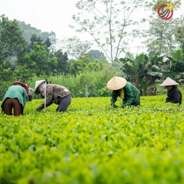 Trà Nõn Tôm Thái Nguyên 1KG Nước Xanh Thơm Cốm - Vạn Thọ Trà Giá ưu đãi 870.000 VND 5