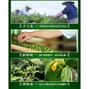 Trà Ô Long Hải Nam Lan Quý Nhân cao cấp vị ngọt sâm đậm đà, trà ngon 15.000đ 4