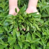 Trà Oolong Kim Tuyên DalatFarm 220g - Hương thơm tinh tế, giảm giá 190.000 VND 2