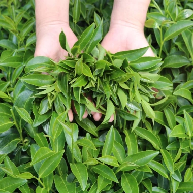 Trà Oolong Kim Tuyên DalatFarm 220g - Hương thơm tinh tế, giảm giá 190.000 VND