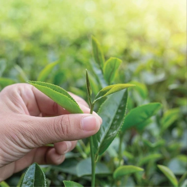 Trà Oolong Kim Tuyên DalatFarm 220g - Hương thơm tinh tế, giảm giá 190.000 VND