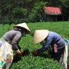 Trà Oolong Kim Tuyên DalatFarm 220g - Hương thơm tinh tế, giảm giá 190.000 VND 4
