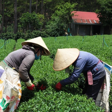 Trà Oolong Kim Tuyên DalatFarm 220g - Hương thơm tinh tế, giảm giá 190.000 VND