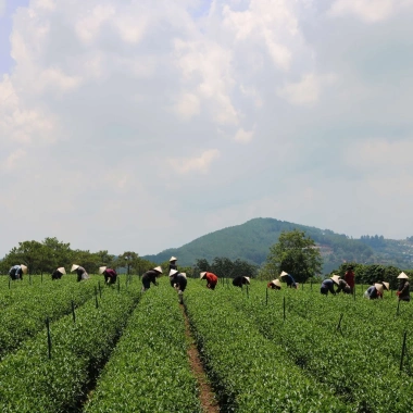 Trà Oolong Kim Tuyên DalatFarm 220g - Hương thơm tinh tế, giảm giá 190.000 VND 5 Trà Oolong Kim Tuyên DalatFarm 220g - Hương thơm tinh tế, giảm giá 190.000 VND 5
