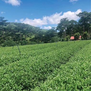 Trà Oolong Kim Tuyên DalatFarm 220g - Hương thơm tinh tế, giảm giá 190.000 VND 6 Trà Oolong Kim Tuyên DalatFarm 220g - Hương thơm tinh tế, giảm giá 190.000 VND 6