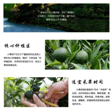 Trà Phổ Nhĩ Quýt Vân Nam 100g Tiểu Thanh Cam – Giá ưu đãi 68k, thơm mát, hỗ trợ tiêu hoá