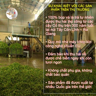 Trà Rừng Bạch Tiên An Cổ Thụ Hà Giang - Chè Xanh Trà Đạo, Hộp Quà Tặng 814k