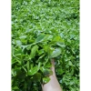 Trà Tấm Thơm Ngon Chính Hãng Công Ty Trà Nghìn Hạnh Tân Cương 500g - Giá 120.000₫ 3