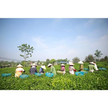 Trà Tấm Thơm Ngon Chính Hãng Công Ty Trà Nghìn Hạnh Tân Cương 500g - Giá 120.000₫ 4