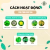 Trà Thải Độc Da Bội Lan Đường - Giảm ngứa, chữa viêm da cơ địa, chàm, nấm - Túi 50 lọc, Giá ưu đãi 154,000đ 4