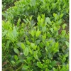 Trà Thái Nguyên 1KG (2 túi 500g) ngon đặc sản, thơm đậm đà - Giá ưu đãi 240.000₫ 8
